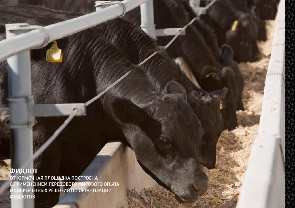 фидлот.jpeg фидлот.jpeg